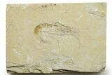 Cretaceous Fossil Shrimp - Lebanon #376603-1
